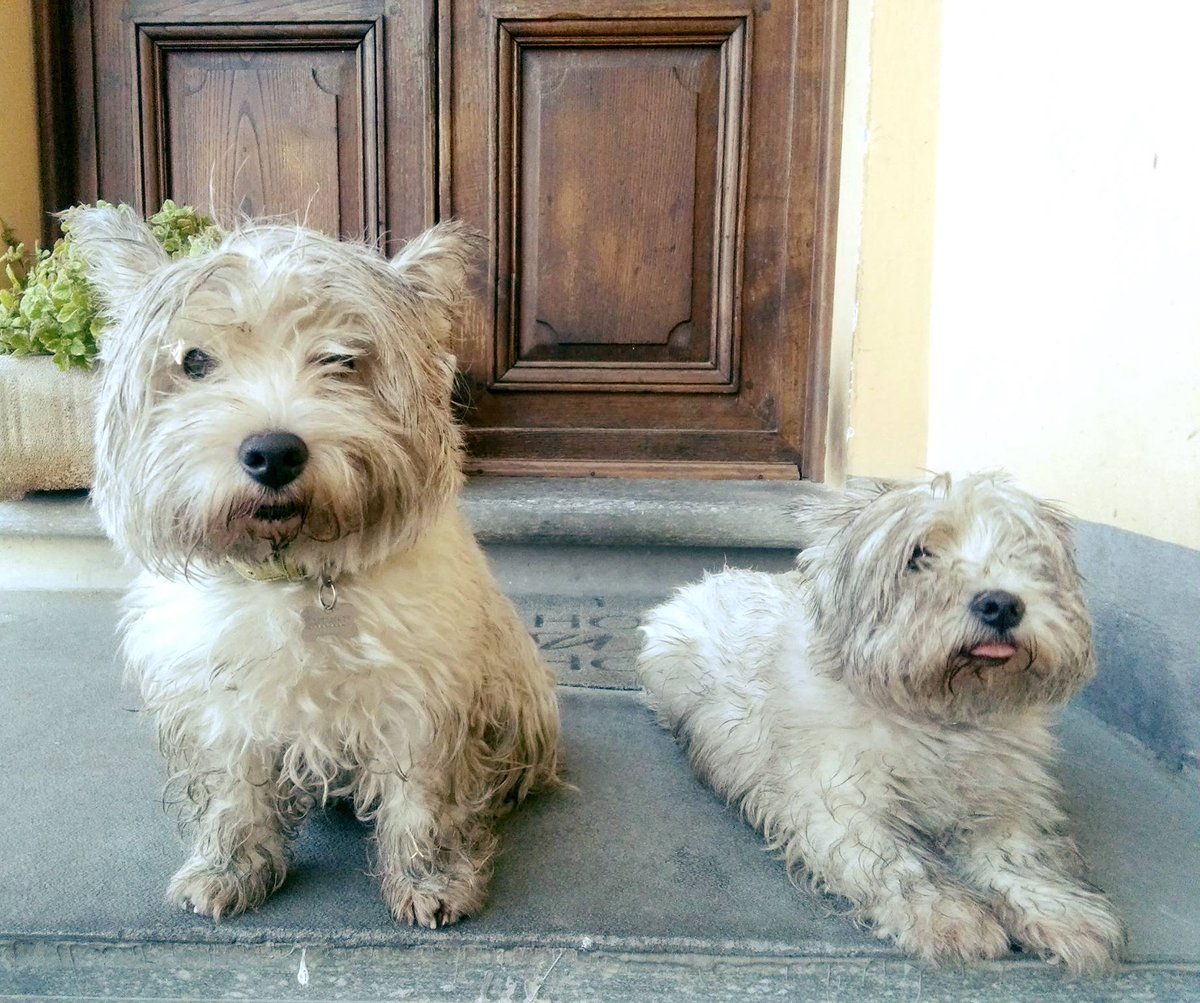 Our little furballs are getting dirty... but how can we not take them to the vineyard with us? 😍 #marcarini