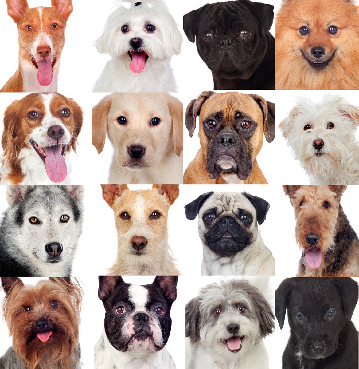 usservice1's tweet photo. Know all the essential Terms and Condition process involved for a #trained service #animal.

Full Information - https://t.co/mqRnfyK1k3 https://t.co/jueyy2TII4