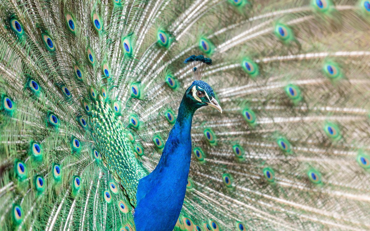 The muse behind the Pavo collection.
#muse #instainspo #peacock #pavo #jewellery