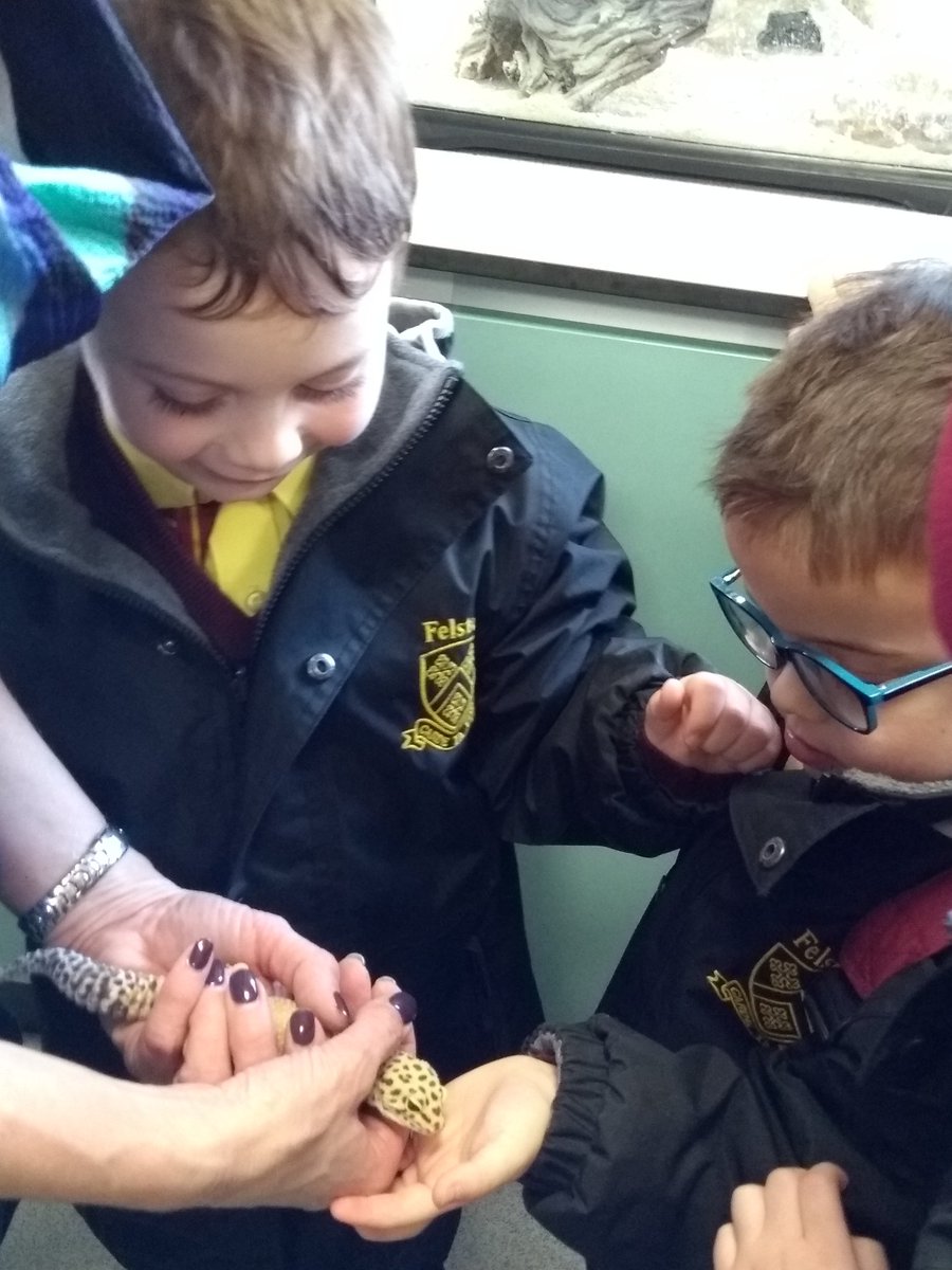 FPSStewartHouse's tweet photo. We were so lucky to meet Gordon the Geko and Teddy the snake over in the science lab! Gordon has a very long tongue and we fed him a locus! #felstedreception #felstedinspires #understandingtheworld #thorowbackthursday https://t.co/HeKLz7Mqkc