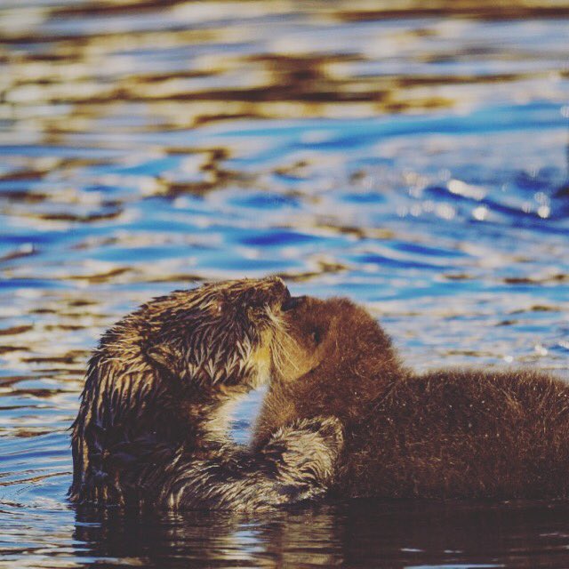 Tag your significant otter! #seaotters #carmel #monterey #otterlyadoorable
