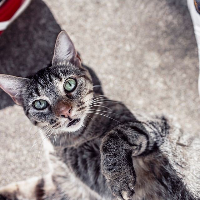 Reposting <a href="/cats/">Cats</a>.l0ver5:
🐱 Miaou Misty 🐱  #cat #meow #pussycat #picpets #pets #kittensofinstagram #sweet #pet #tagblender #catsofinstagram