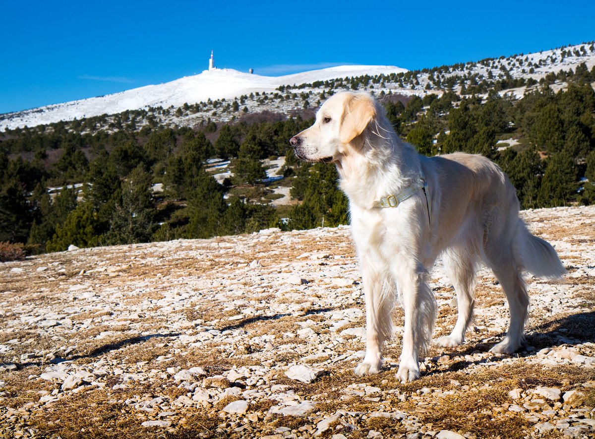 goldntravels's tweet photo. Savoir profiter des moments présents !!! #Randonnée au Mont-Ventoux ! 🐾🏔

-> https://t.co/7N486T56ns

#Hikingadventure #canirando #tourismepaca https://t.co/7G9QkOsxWJ