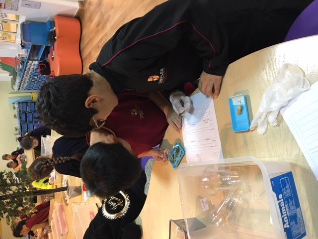 RafflesdxbPrim's tweet photo. Prepare for some highlights from our Year 5 STEM lessons since the beginning of term 2! One of @RafflesdxbPrim students favorite lessons of the week! Children have investigated different seeds to see how they germinate #innovation #STEM #rissci @rafflesdxb https://t.co/zamNBMb2ra