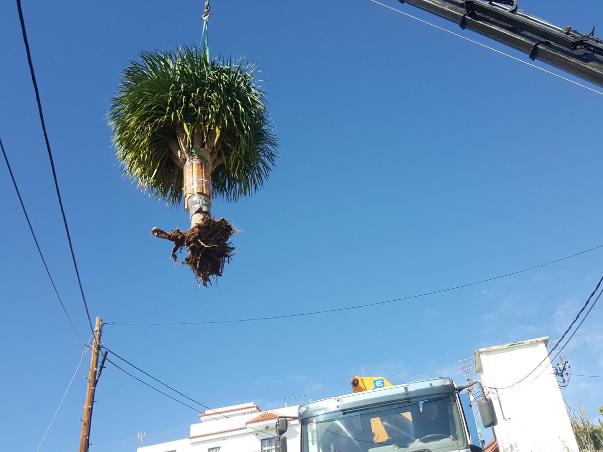 Grusertrans's tweet photo. #trabajo #Camióngrúa #quitando #Drago en #Candelaria #Transportes #Grúas #pm63 #Grusertrans #Tenerife #Canarias https://t.co/YaLSTddto0