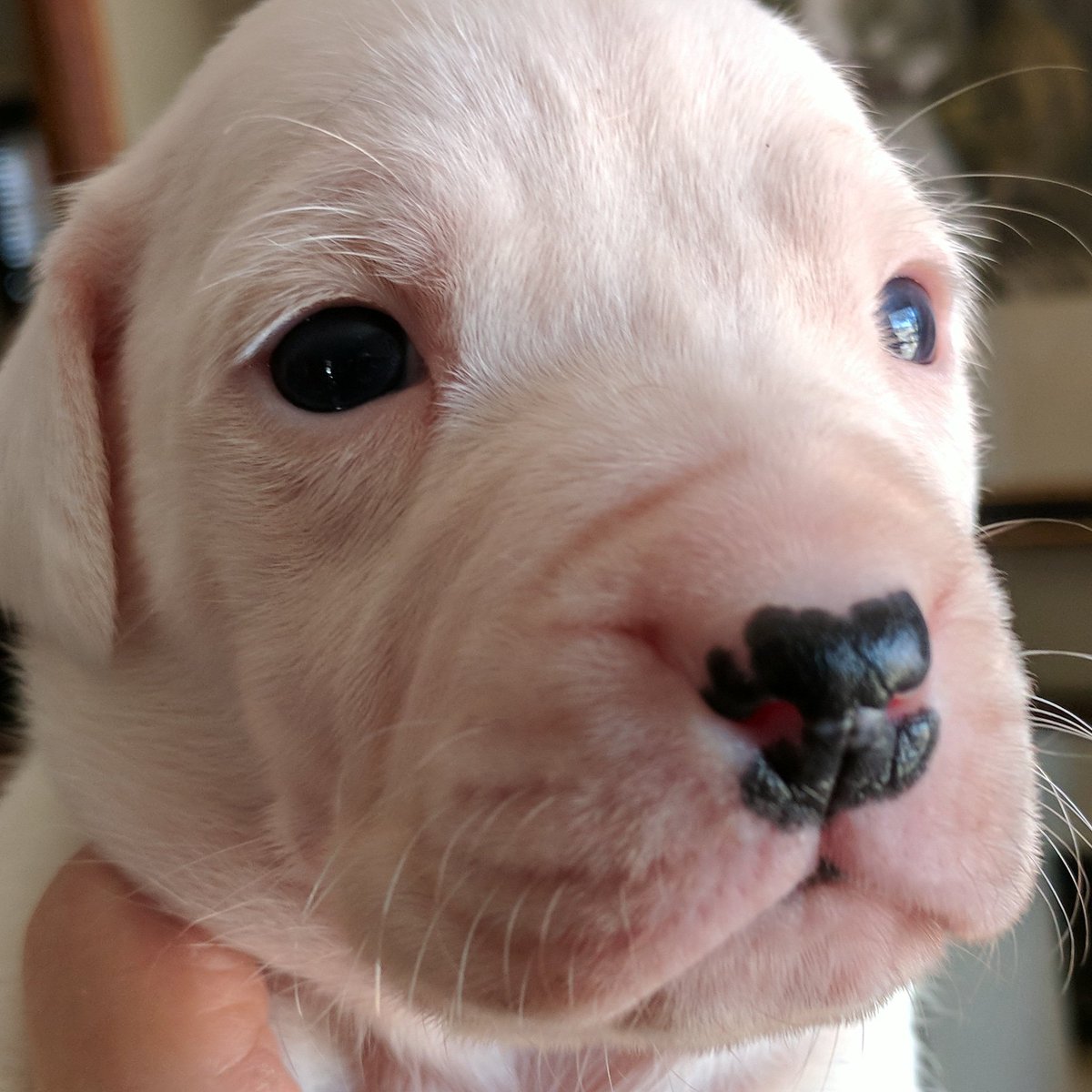 deep south catahoula bulldogs