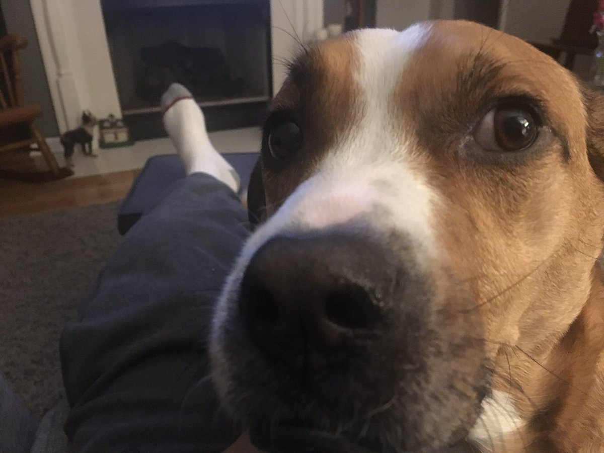 LibbsLife's tweet image. Scout heard a noise and wanted dad to check it out. #imoffduty #bigchicken