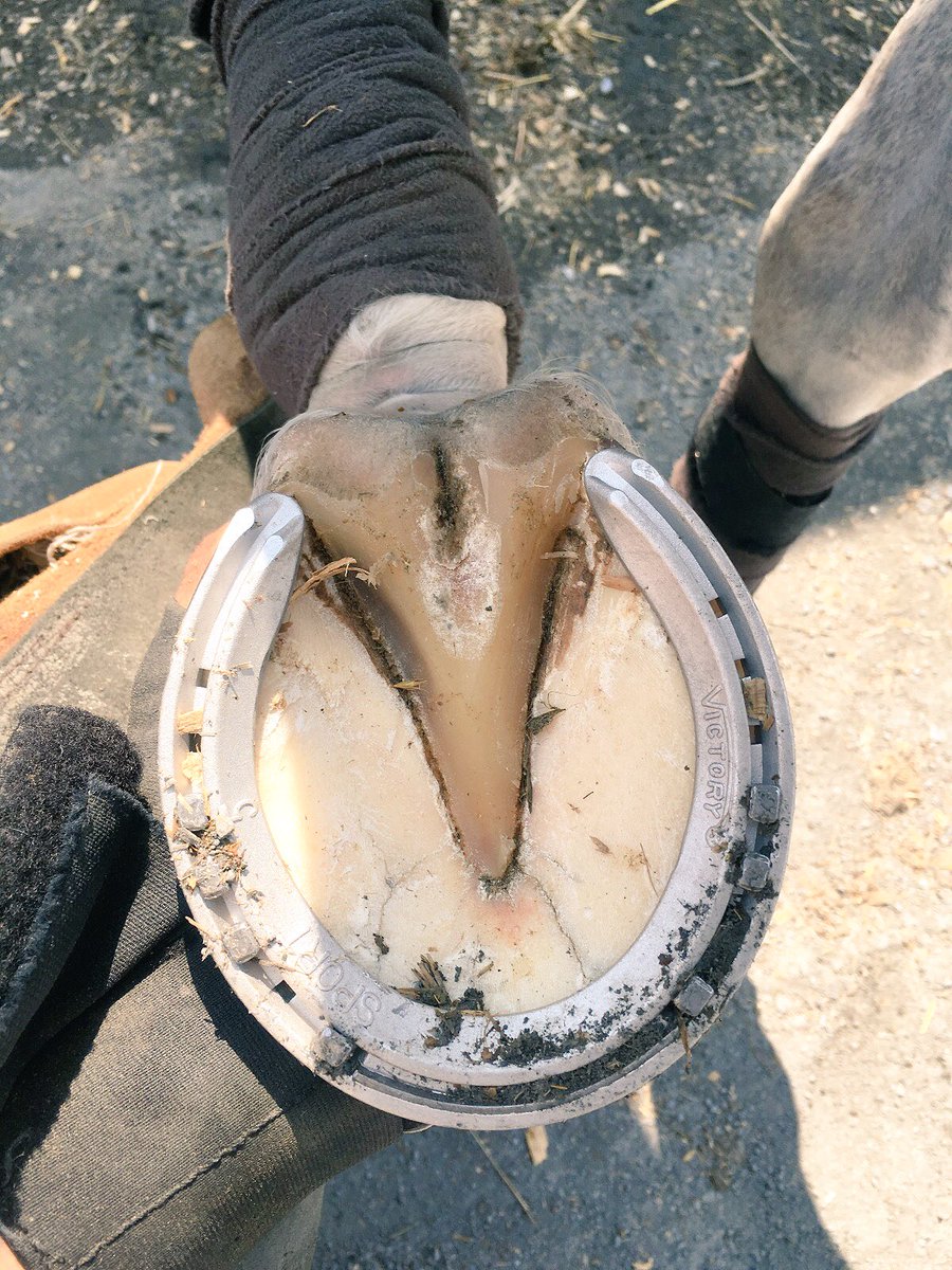 Bazi atlarimizin iç taraf dokulari daha yumuşak olurken,bazı atlarimizin daha sert olabiliyor.Önemsiz gibi gözüken çivi sayısı ve çivinin yerleri atın rahatlığı ve Tabiri caizse süspansiyon dediğimiz basınç darbesini en aza indirmek icin hayati önem taşır..🏇🏻🇹🇷🔨