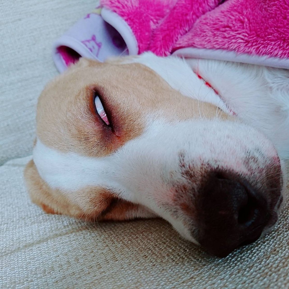 CanYurasou's tweet photo. ใฆใฃใซใใใใคใ็ใใใใใใจใโค๏ธ
#ใใผใฐใซ #ใใผใฐใซ็ฌ #Beagledogs #Beagledog #YouTube #canyurasou#ใฏใใใฆใฆใฃใซใใ#ใฆใฃใซใใ https://t.co/Ql6UX4pGmR