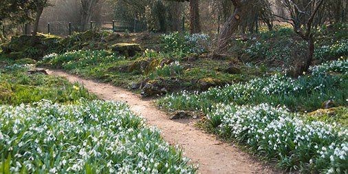 Join our gardeners on the 7 February for a seasonal tour of the Myddelton House Gardens and take a peak at our impressive collection of snowdrops ❄️ ow.ly/oIct30hYtZl