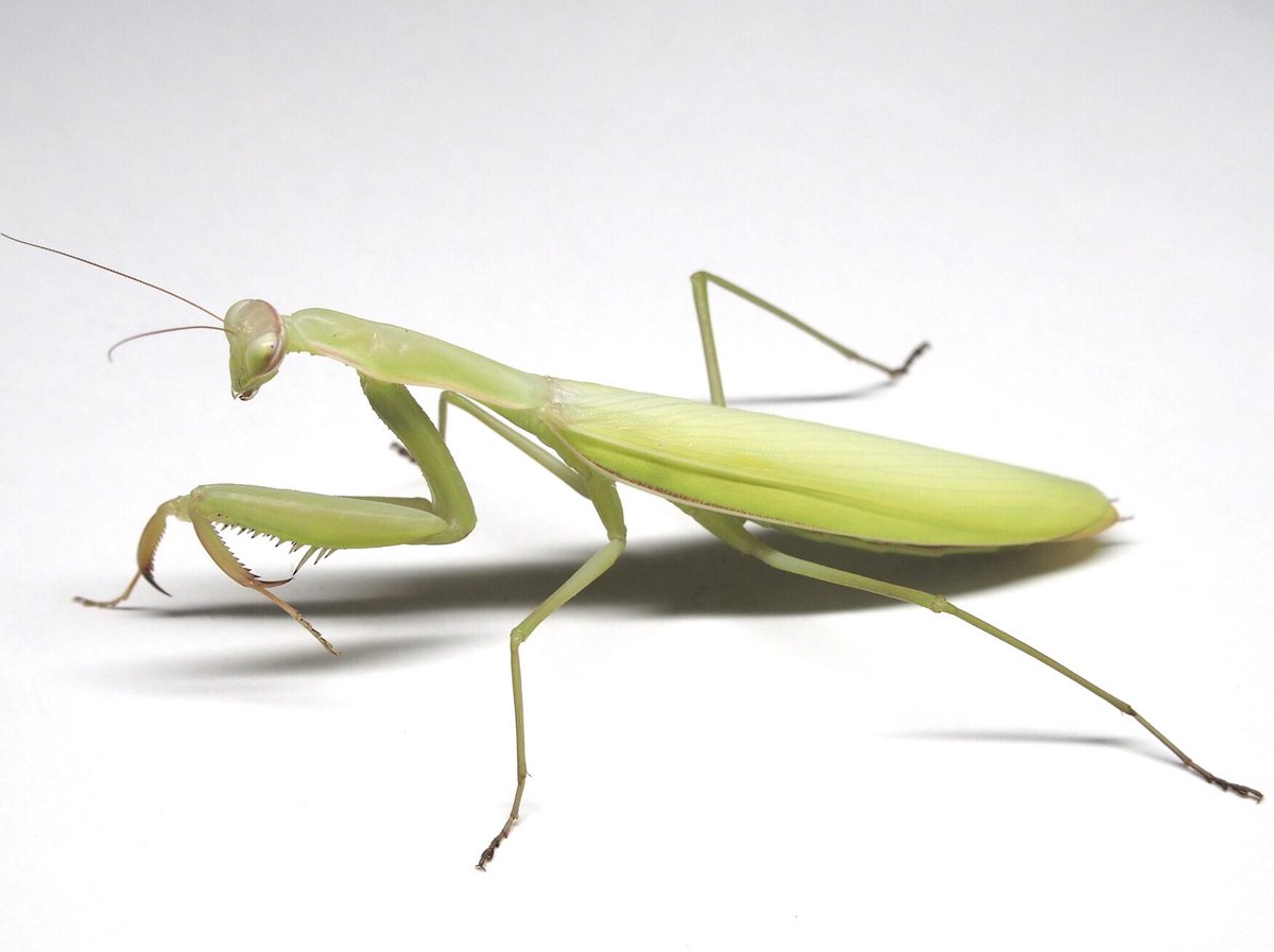 M_religiosa's tweet image. ウスバカマキリ
Mantis religiosa
 #日本のカマキリ
#Mantodea