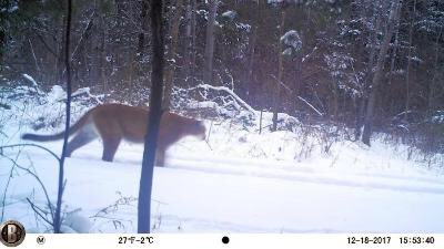 DNR investigating central Wisconsin cougar sightings