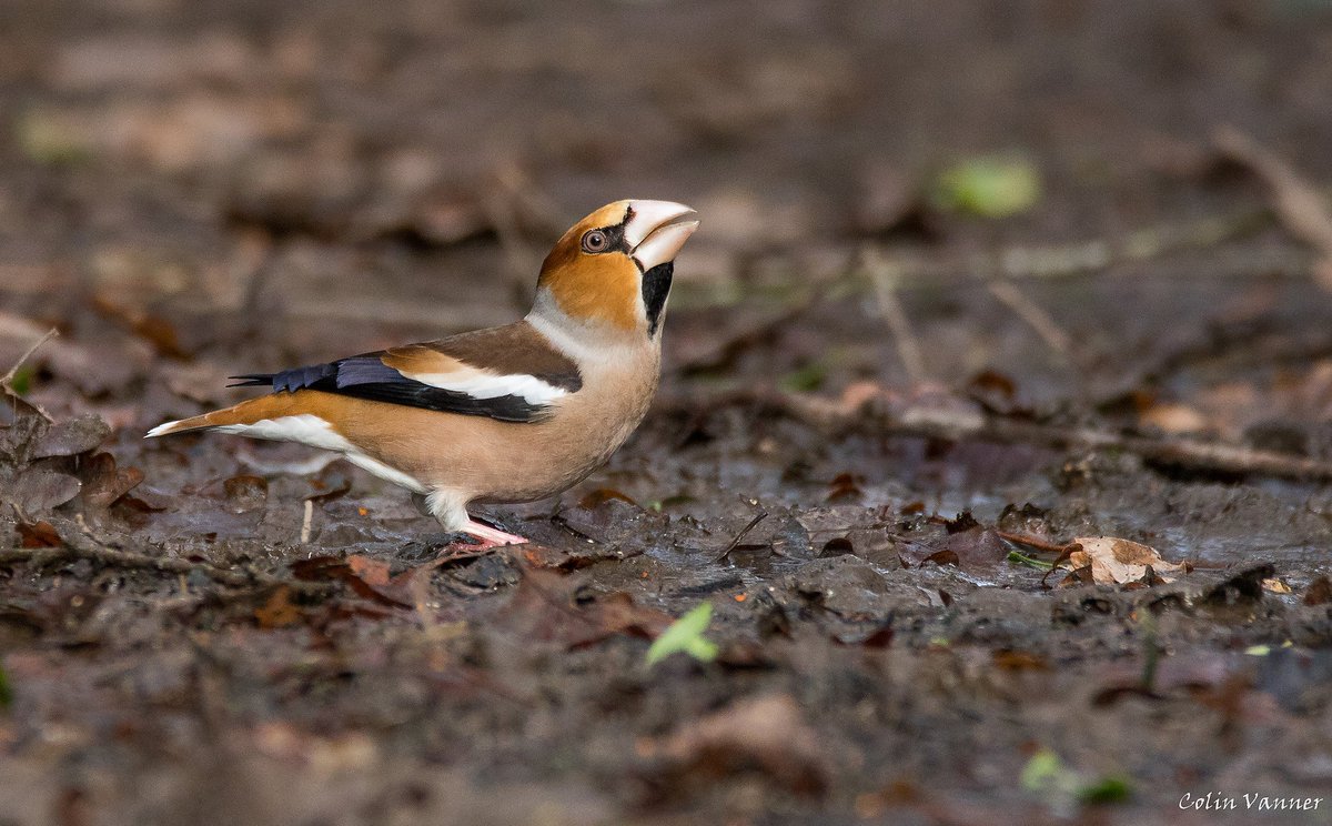 1cogs's tweet photo. Hawfinch having a drink #photography #canon #sigma #wow #bird #ukbird #nature #birdwatching #hawfinch https://t.co/YeGXoq5i8Z
