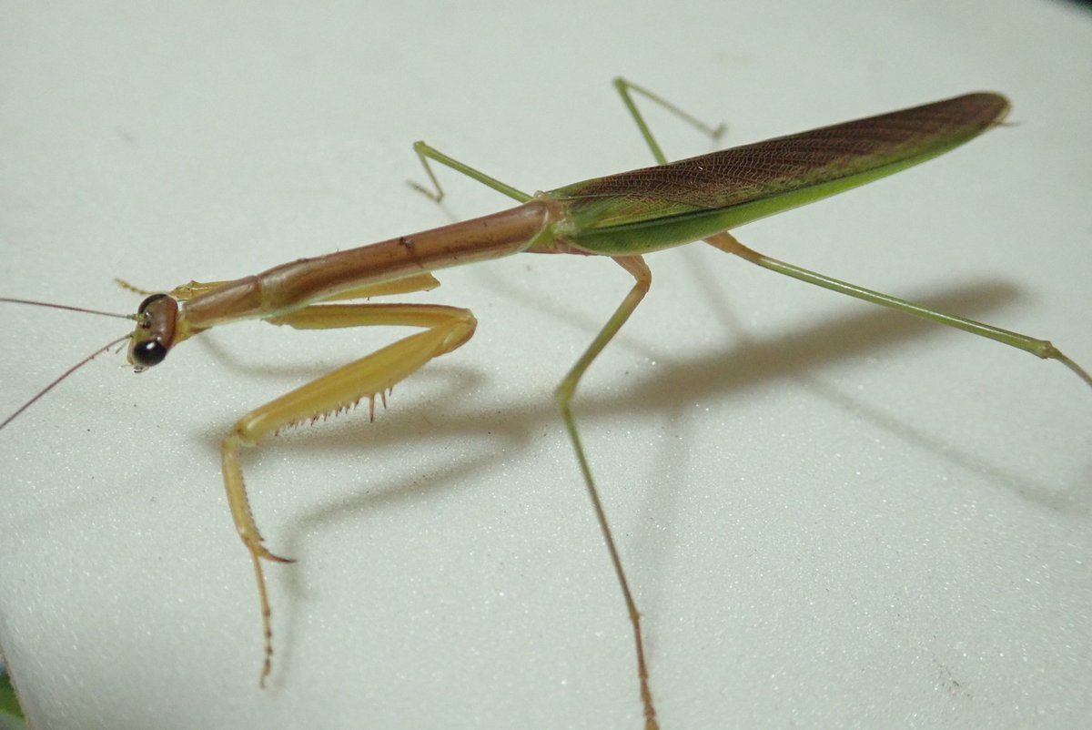 洋書　MANTODEA カマキリ 洋書 MANTODEA カマキリ 洋書 MANTODEA カマキリ 洋書 MANTODEA