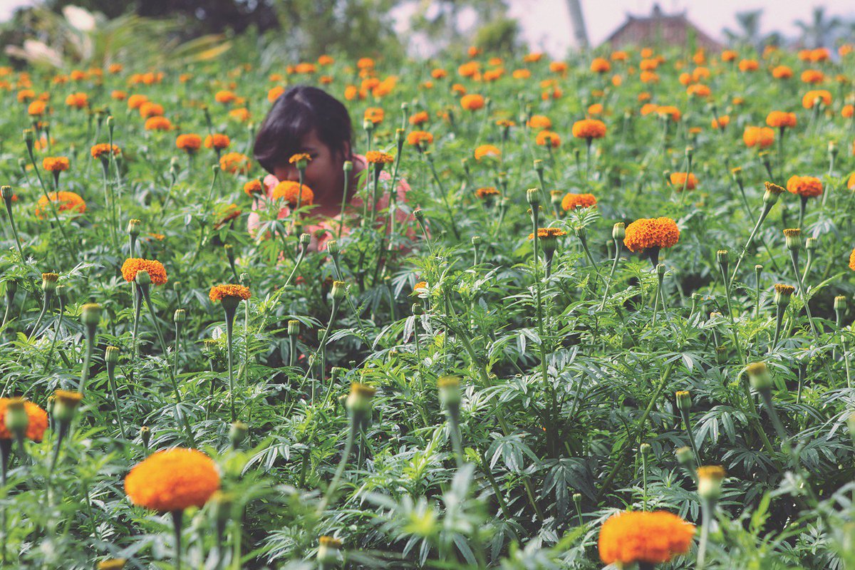 Rocket Rain @cinespace_id Scientia Square Park, Jl. Scientia Boulevard, GV-01, Gading Serpong, Tangerang 27/1/2018 ⏰ 15:00 WIB