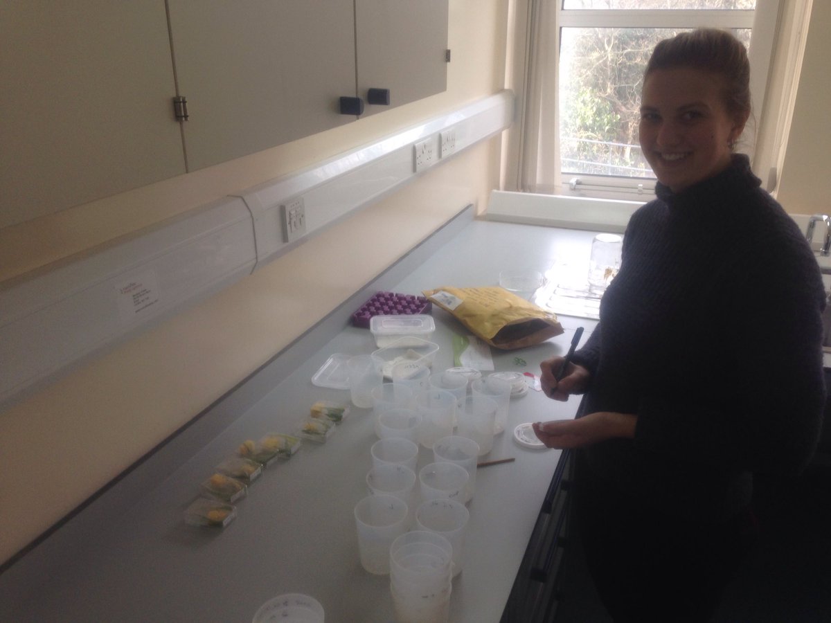 New lab, new study system. Excited!!! #grainaphids #insecticideresistance #climatechange #macroecology @BethLilyMoore @fiona_bugsnbees @Stevenson_Lab