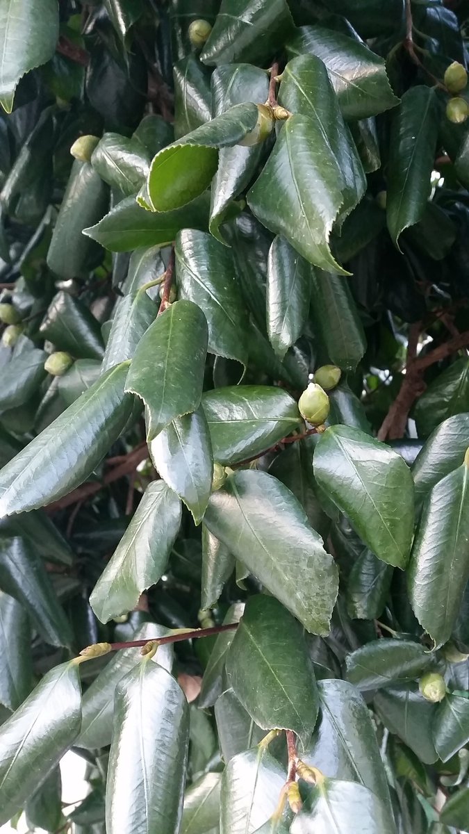 大菩薩唐松尾根 今朝の寒さ 椿の葉が丸まりました T Co Goejghspuz Twitter