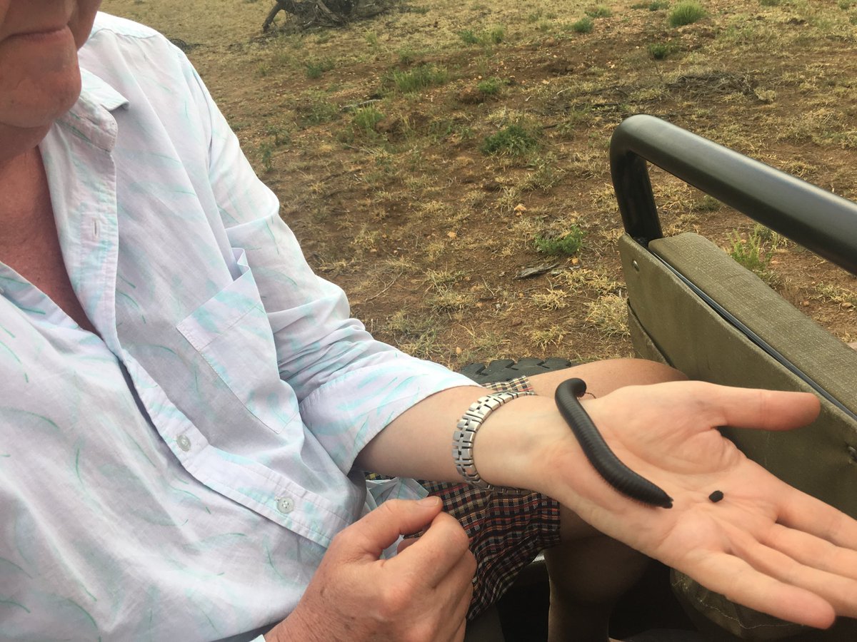 A millipede and yes it’s shat on me