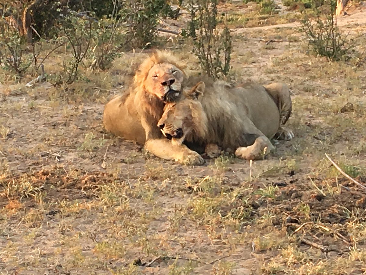 About to consume their kill. A huge buffalo