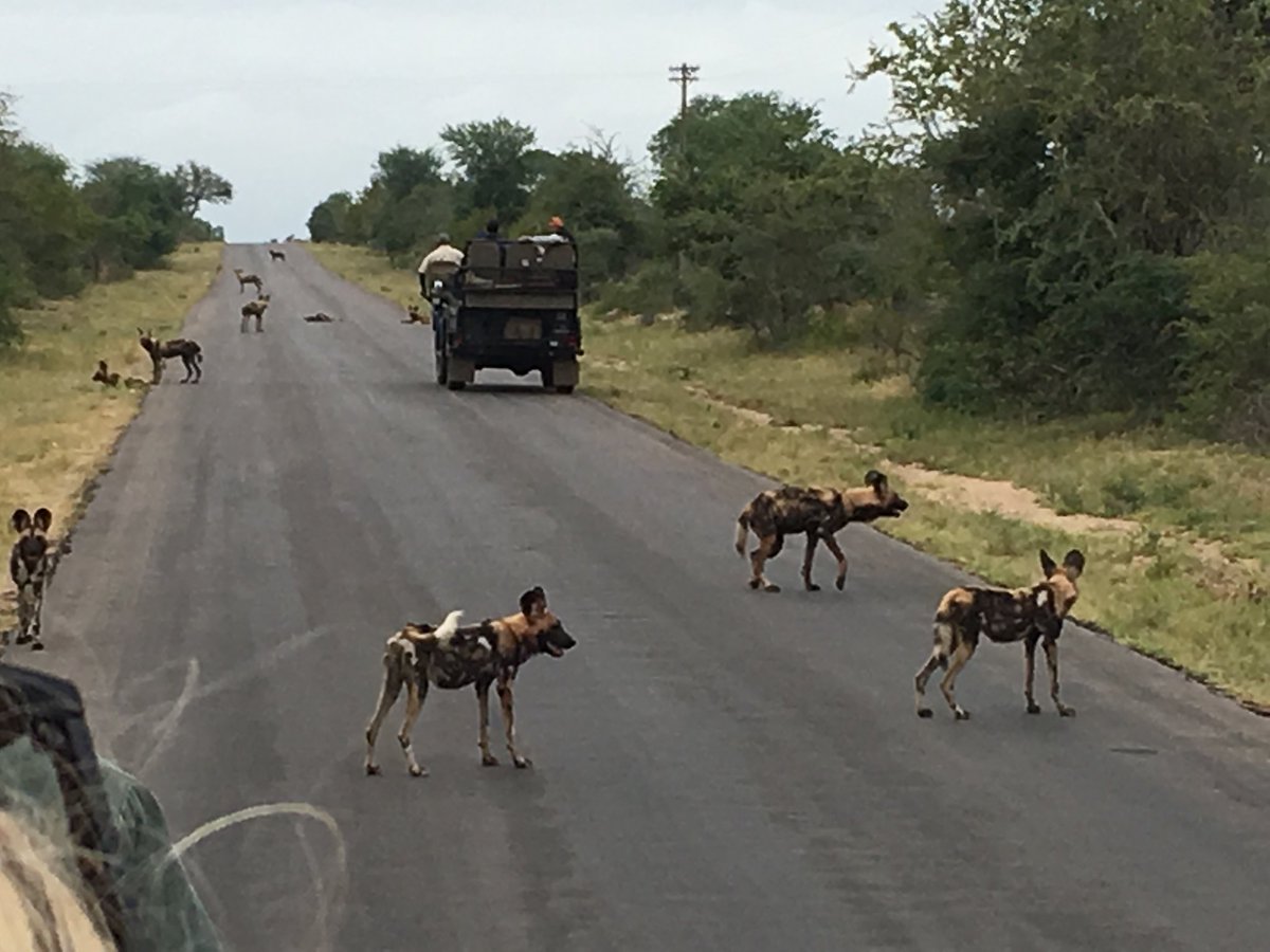 Rare sighting of a pack of wild dogs - having just killed an impala