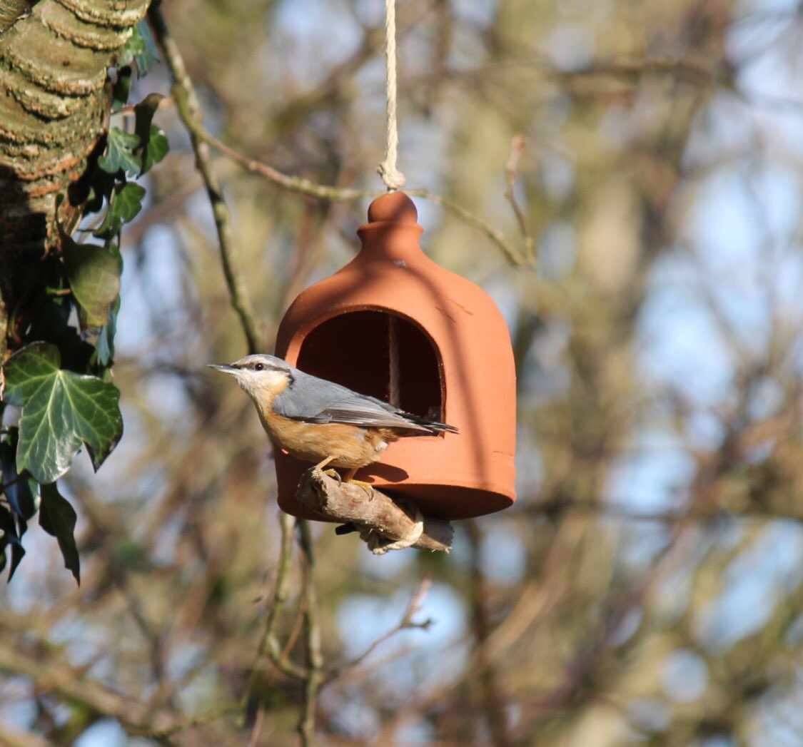 Gardenbirdfeeder Hashtag On Twitter