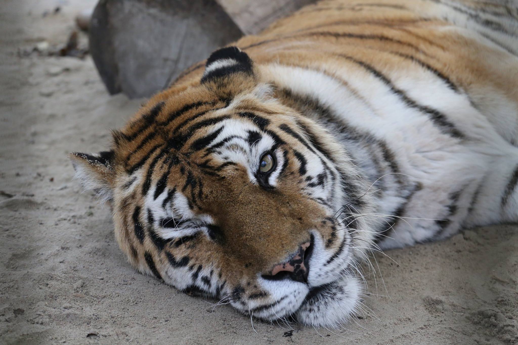 Encyclopedie milieu fles تويتر \ VIER VOETERS على تويتر: "Wist je dat Sina de oudste #tijger in  #FELIDA Big Cat Centre is? Ze is al 20 jaar en ondanks haar kleine handicap  doet ze het