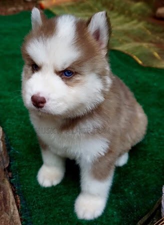 Huskyyjay's tweet photo. https://t.co/17lLpqC8rK