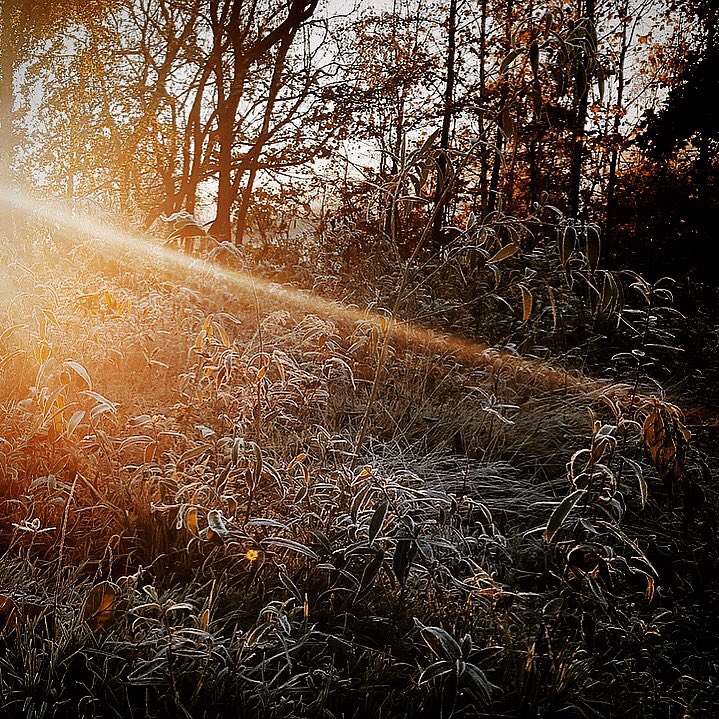 I will be taking a coppicing workshop on Saturday.   
It’s part of “The Land We Live In - The Land We Left Behind” series of events and exhibitions that are being run by Hauser &amp; Wirth Somerset.  

hauserwirthsomerset.com/events

#somerset #land #exhibition #education #wild #resources