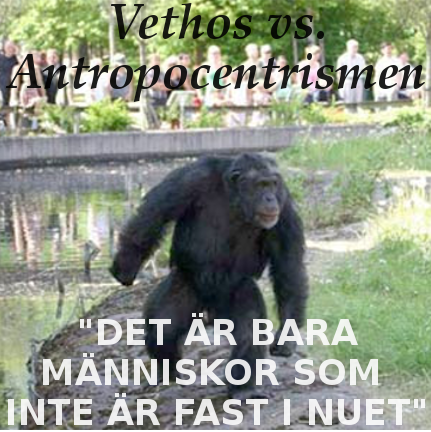 inst_vethos's tweet photo. Nytt inlägg på vår Instagram om den vanliga föreställningen att alla andra djur är "fast i nuet": https://t.co/t0pwWyQJKJ #etologi #vethos #djurrätt #antropocentrism #djurkognition #santino https://t.co/qd3fmRMin8