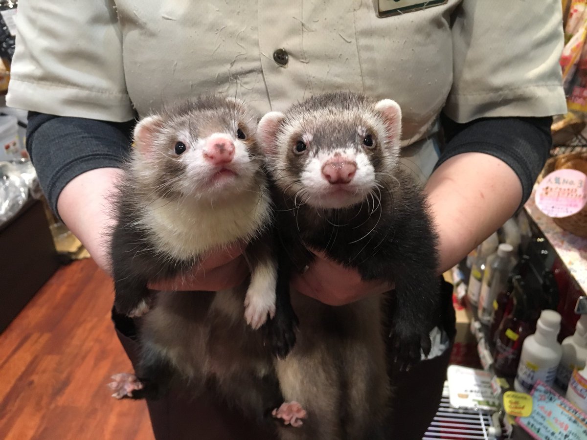 フェレットワールドららぽーと店 先日 熱帯倶楽部吉祥寺店からとっても可愛いファーファームアンゴラフェレットが2匹お引越ししてきました 2匹とも生後約3ヶ月とは思えないムチムチ具合でとってもキュートですよ٩ ˊᗜˋ و フェレットワールド 熱帯