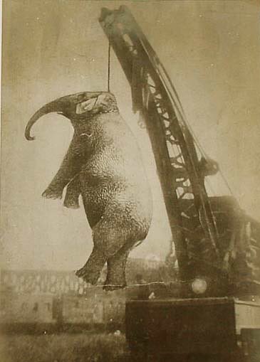 1900_old's tweet photo. اعدام الفيلة ماري
١١ سبتمبر ١٩١٦ م قامت الفيلة بقتل مدربها في السيرك  "ريد" في احد الشوارع و تم اعدامها شنقا تاريخ ١٣ سبتمبر شنقا باتفاق الجميع .
...
#اول_مره_دخلت_تويتر #الخميس_الونيس #تحلا_الحياه_اذا #ودك_الحب_يكون #صور_قديمة https://t.co/IkEvj2qqxa