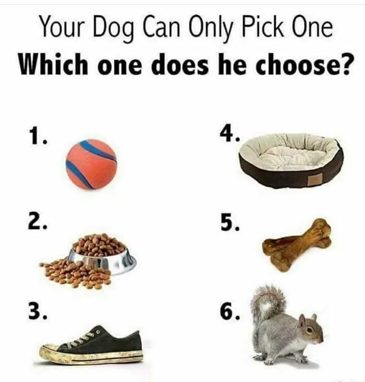 Dennis is 2 and 5! 🐶

#dogfood #dogtreats #whatdogslove