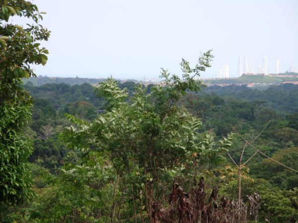 panama_brokers's tweet photo. Se vende terreno de 50,000 m2 en Altos de Pedregal. Buenas vistas a la ciudad, facilidades de transporte, a poca distancia del acceso al corredor norte https://t.co/e3xySJHOIn