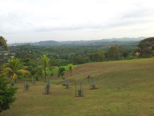 panama_brokers's tweet photo. Se vende terreno de 50,000 m2 en Altos de Pedregal. Buenas vistas a la ciudad, facilidades de transporte, a poca distancia del acceso al corredor norte https://t.co/e3xySJHOIn