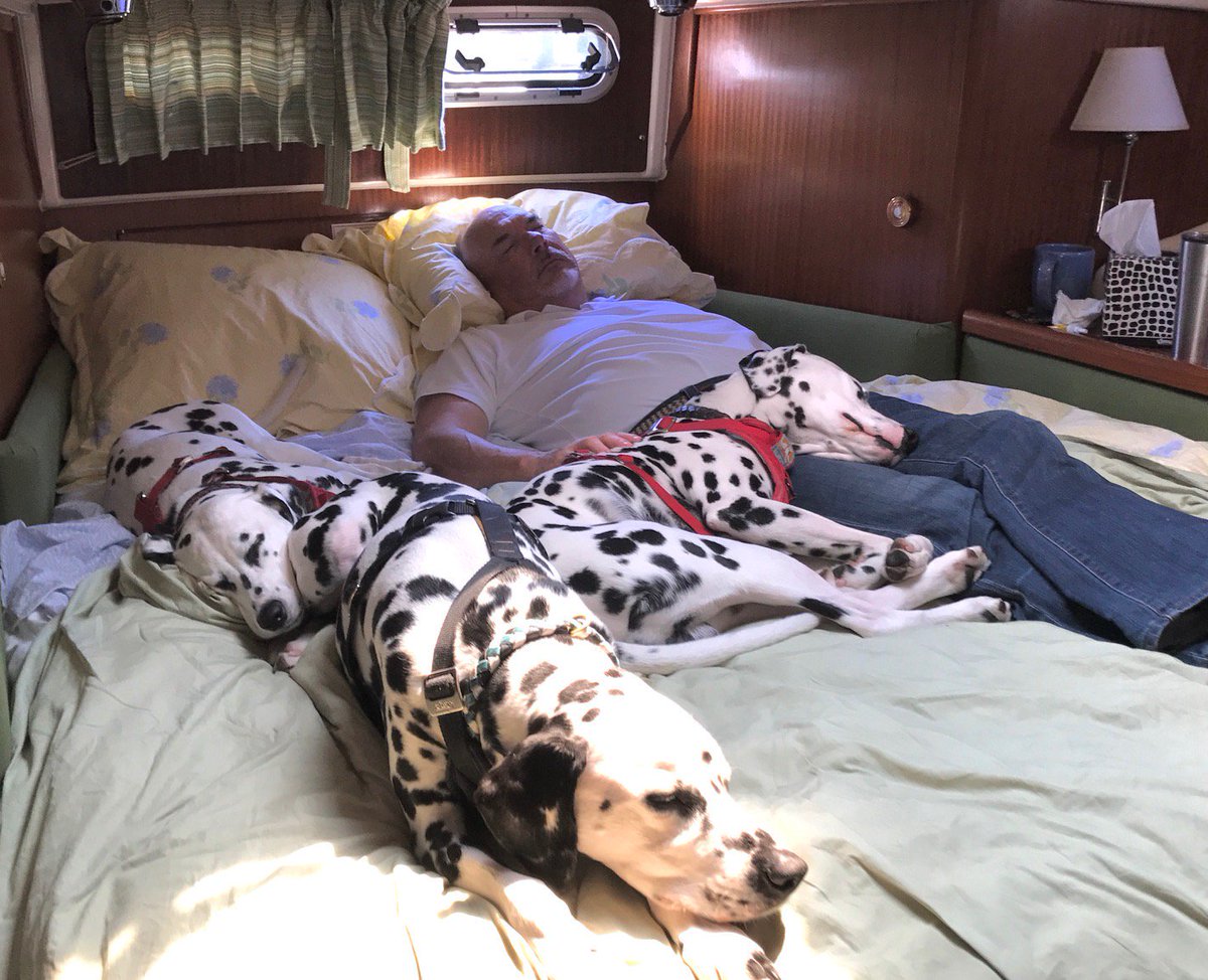 lindagraysexton's tweet photo. #Throwback to that Memorial Day weekend in Coyote Point, south of #SF. Can't they be any more cozier? Love this! #Bespotted #DogLove https://t.co/3xR6FmoPlB