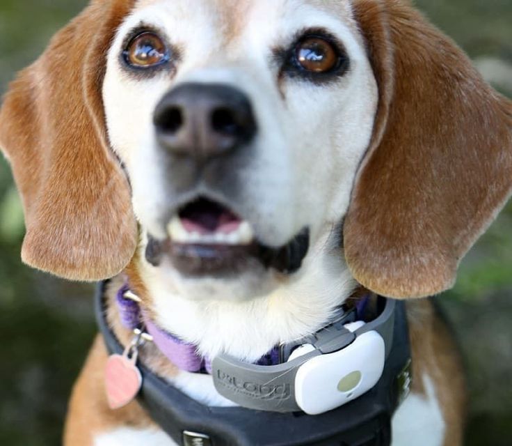 apexpetgear's tweet photo. To prevent your #dog from going missing, it’s important to understand the reasons why dogs run away. And with a #GPS enabled #petcollars, you won’t have to worry about losing your pet again. Know more from #blogpost: https://t.co/lKmHYT8BjL
#dogcare #dogcollar #petscollar https://t.co/0ZY3UDu0es
