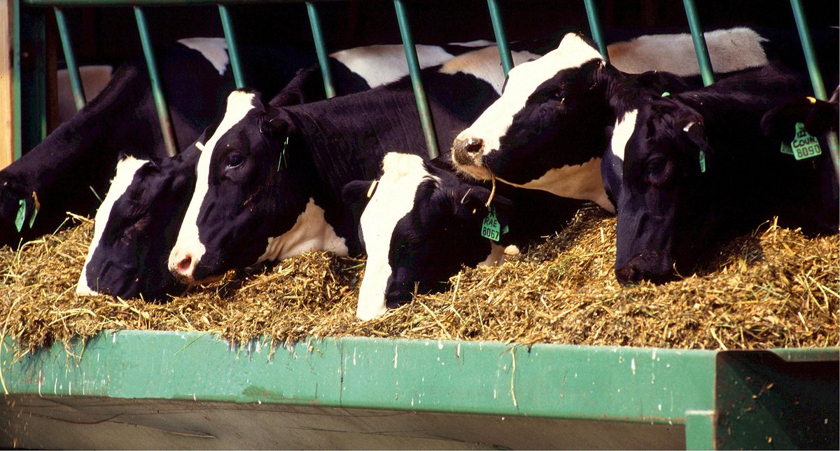 _agroalimentare's tweet photo. #News: #BenessereAnimale, la #CorteDeiContiEuropea pubblica documento esplicativo https://t.co/gvoNYcac9R #OssAGR #UnioneEuropea #Allevamento #PAC #SviluppoRurale https://t.co/WmFo3NWb4G