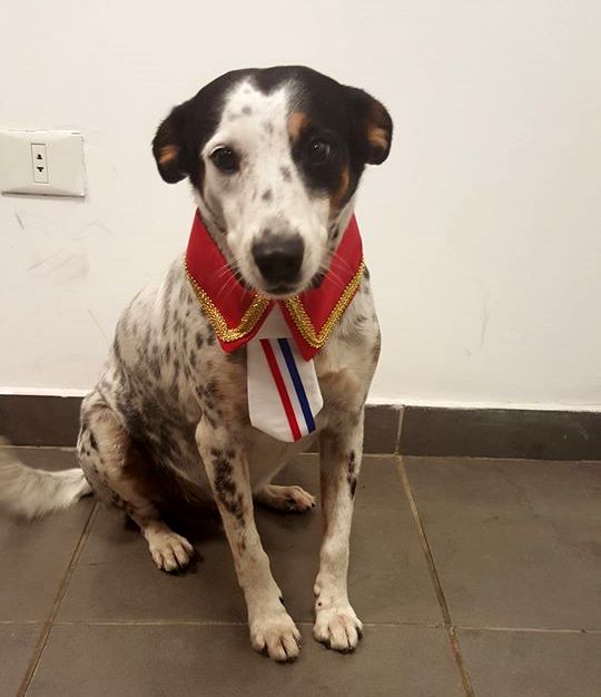 UltimaHoracom's tweet photo. #MundoAnimalÚH Murió Piru Lope, el pintoresco perro fiscal 😢https://t.co/XUosYgtexG https://t.co/Y3LeyQbwvP