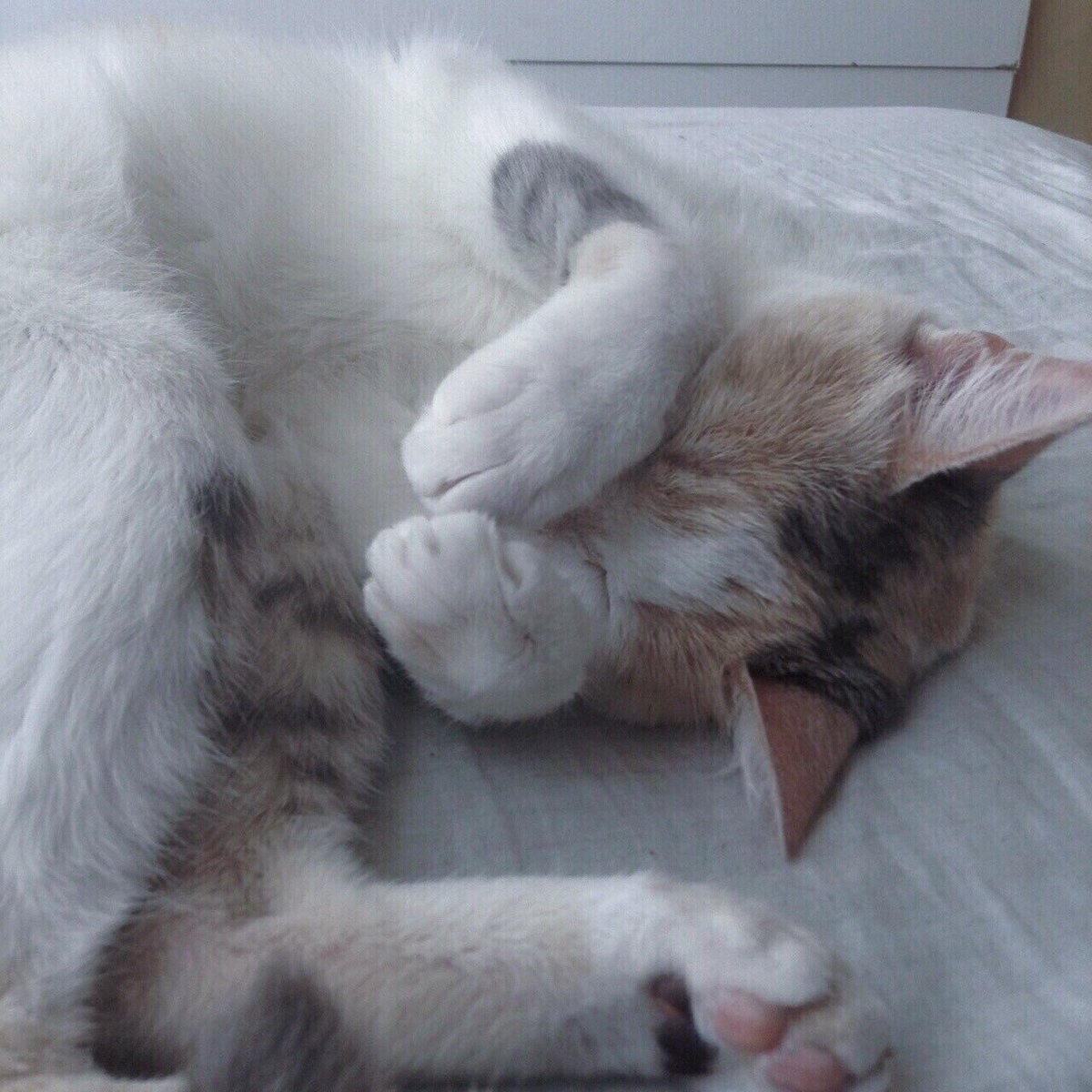 itfeelquotes's tweet photo. When you're trying to sleep but start overthinking.

ตอนที่คุณพยายามที่จะนอน
แต่กลับเริ่มคิดมากจนนอนไม่ได้.. https://t.co/vad72Lh2v8