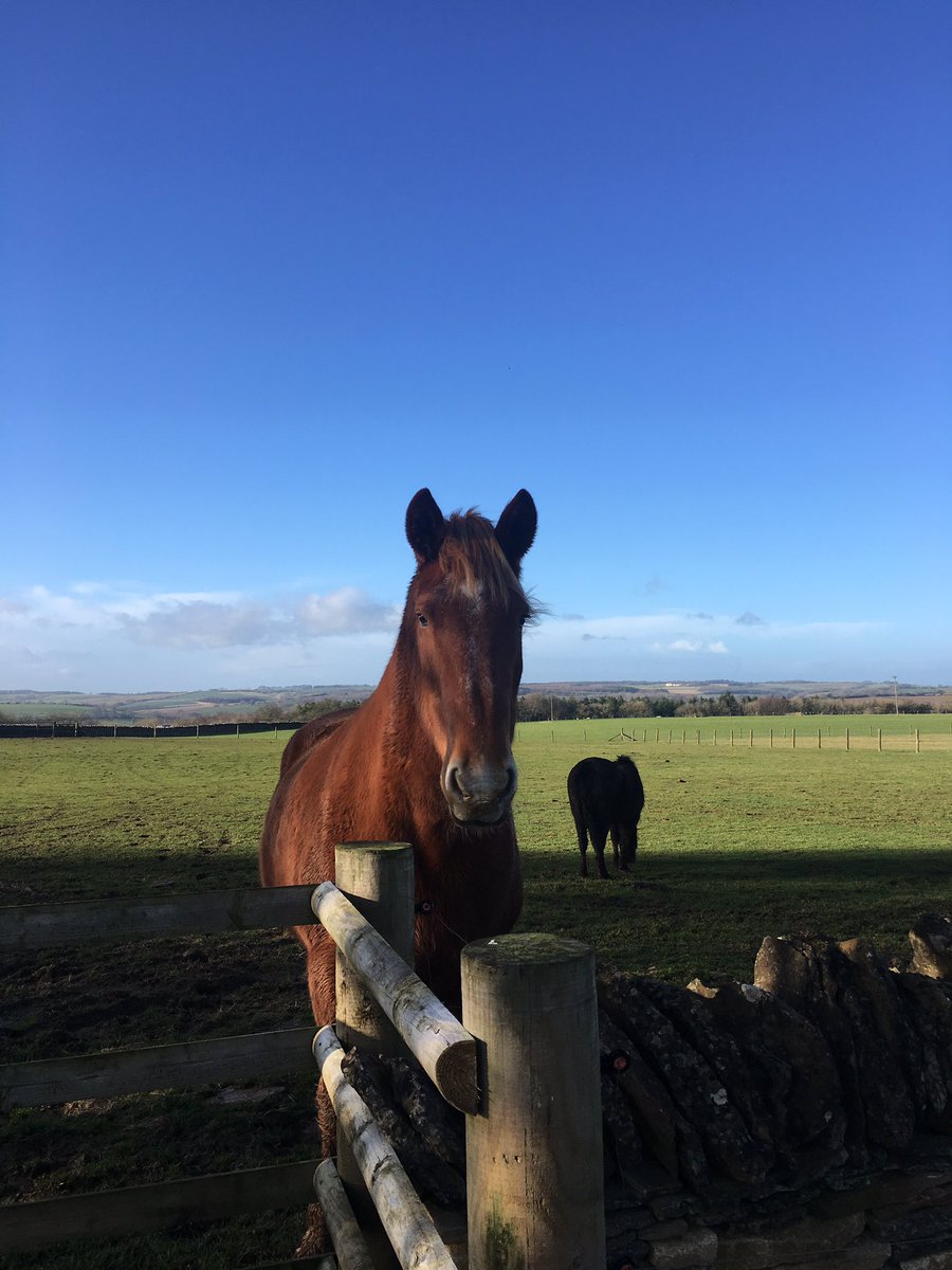N555VET's tweet photo. Beautiful day filming the gorgeous Victoria with @BBCCountryfile  at Adam's Farm. Keep an eye out for us on Sunday at 6:30. #exciting #equinevet #cotswolds #suffolkpunch #rarebreeds #countryfile @cotswoldfarmpark https://t.co/lCkZVdevSp
