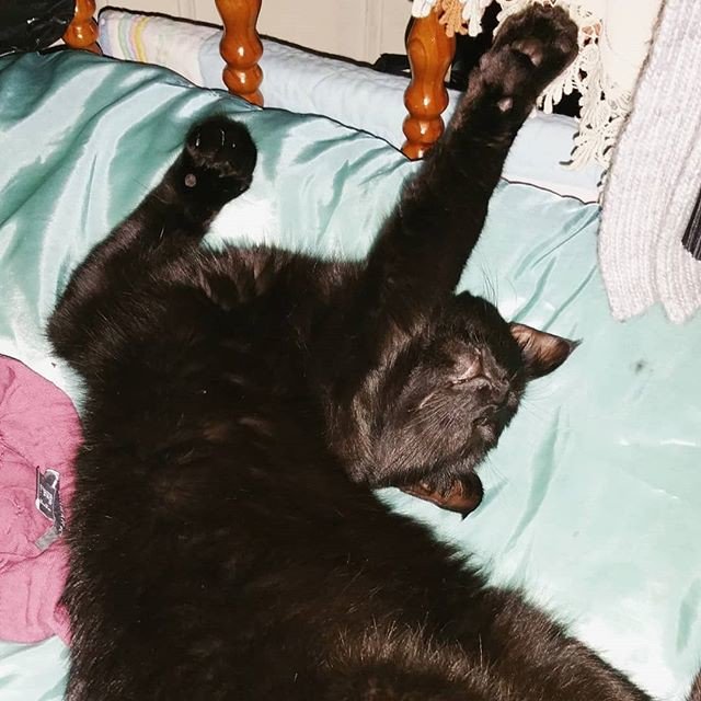 Reposting <a href="/tammycat21/">TC</a>:
I need his kind of sleep soon 😪

#Prince #blackcat #kitten #kittensofinstagram #catsagram #catsofinstagram #neko