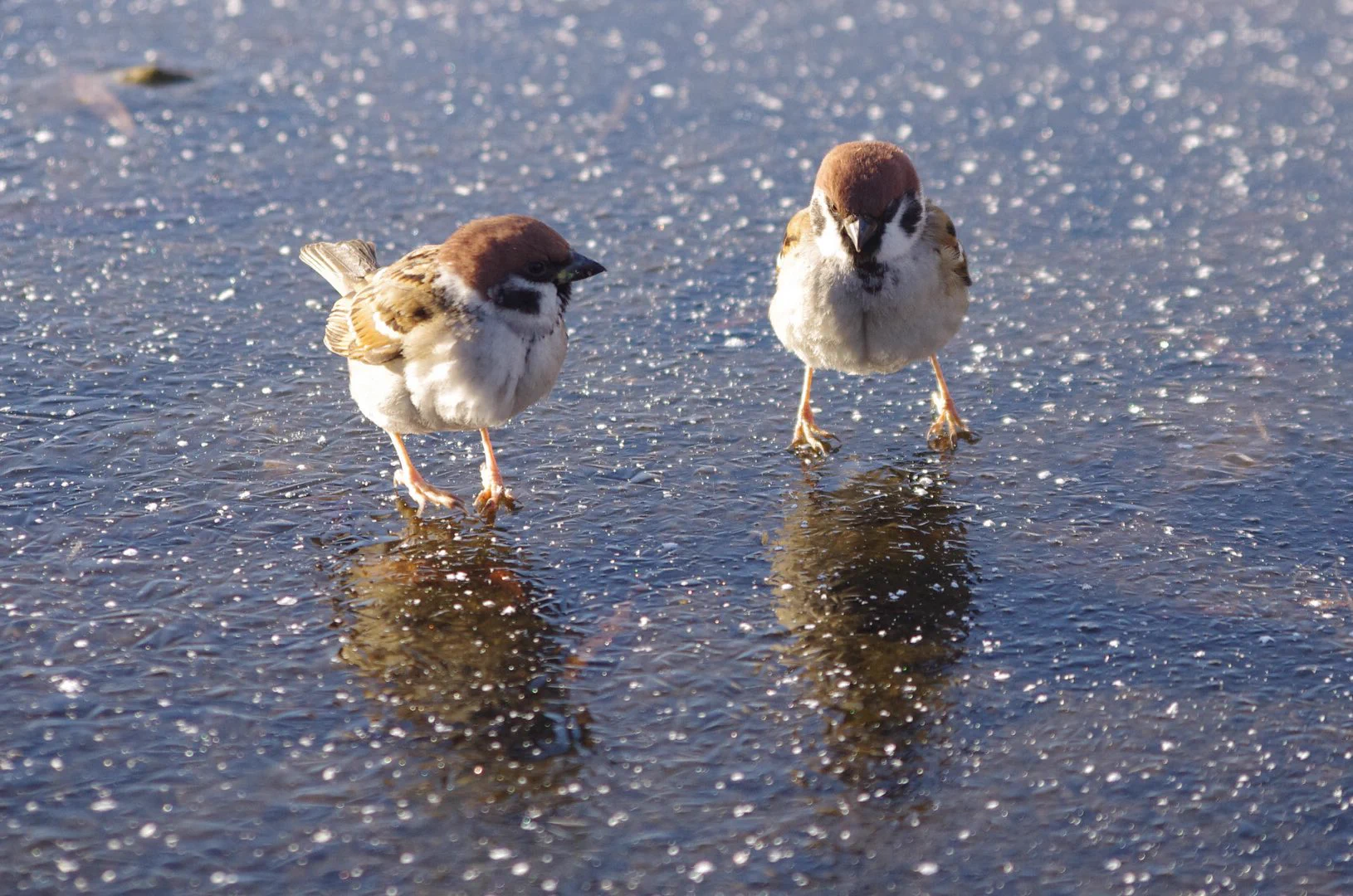 氷の上で遊ぶすずめwwもしかしたら足が冷たい感覚を楽しんでいるのかもww