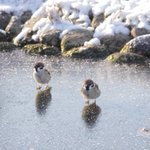 氷の上で遊ぶすずめwもしかしたら足が冷たい感覚を楽しんでいるのかもw