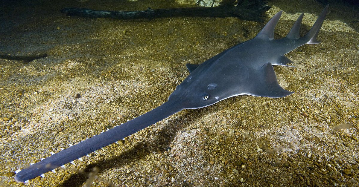 jack_fee__'s tweet photo. Save the small tooth sawfish #TxEndangeredSpeciesHinkle1 https://t.co/jf3cGIqP4d