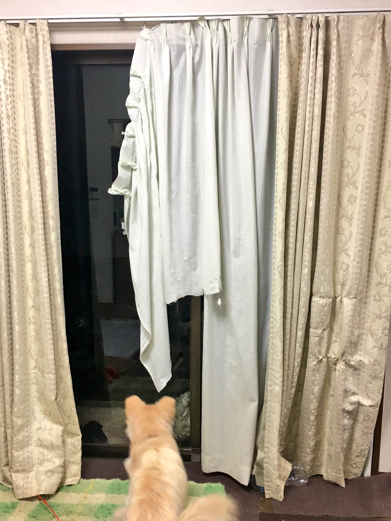 かろ 今は新しき保護ワン君がお家にいるけど とても元気すぎてお家の破壊活動に勤しんでます カーテンボロボロ T Co Paaobeppcc Twitter