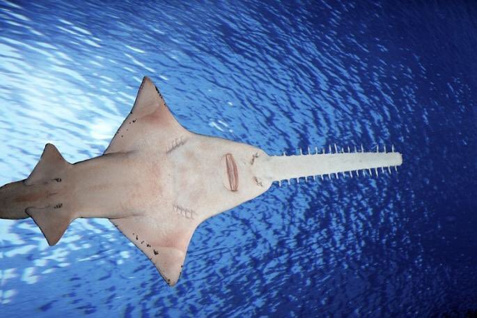jack_fee__'s tweet photo. Stop the overfishing of this unique fish #TxEndangeredSpeciesHinkle1 https://t.co/zuaqpVOXTr
