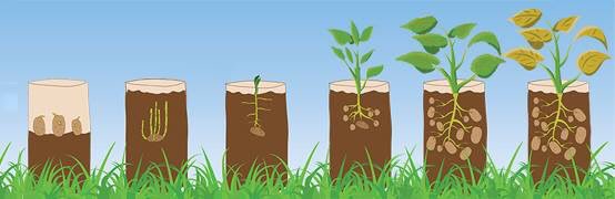 Grow Your Own Potatoes tweet media