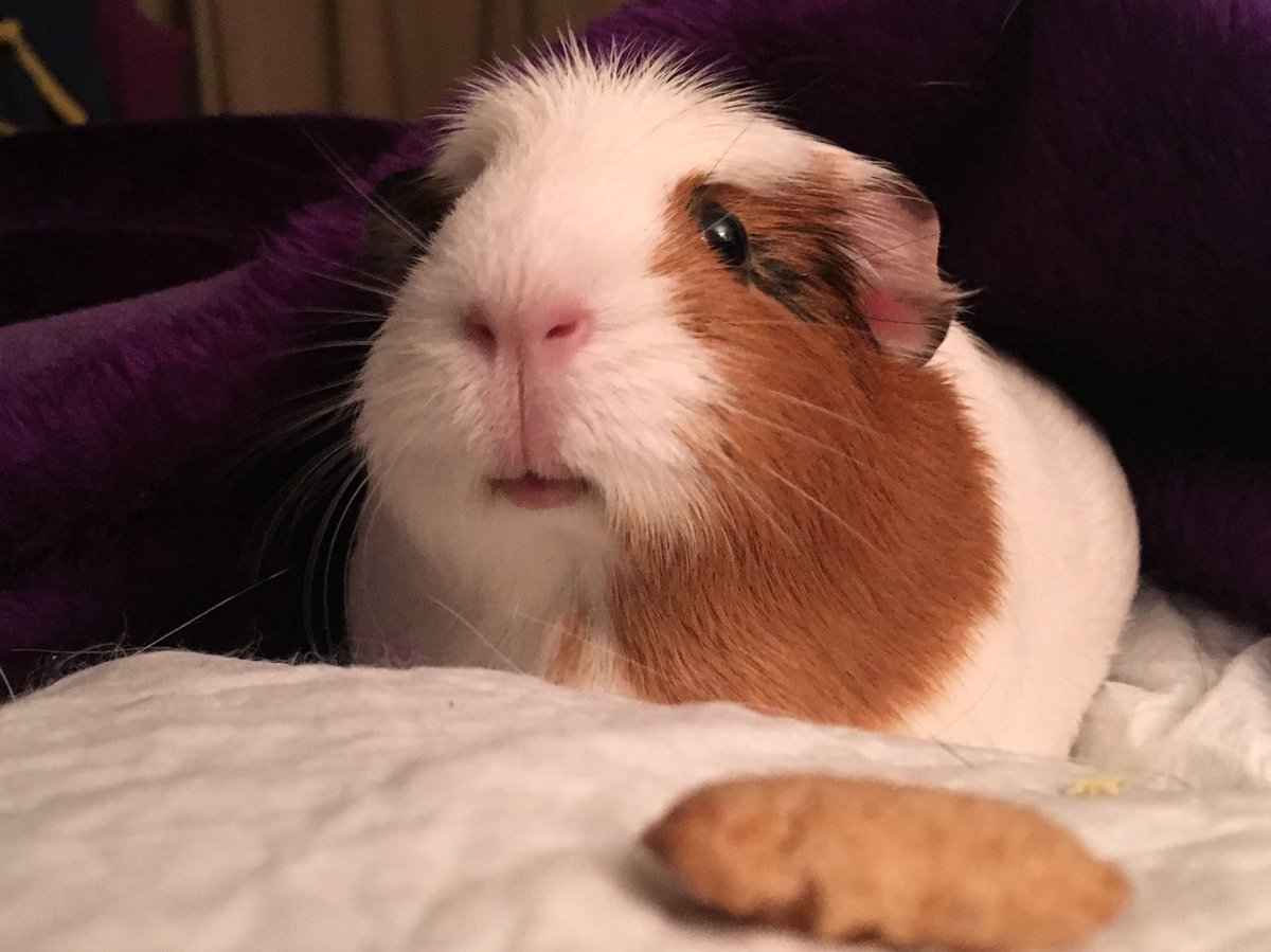 guinea pig biscuits