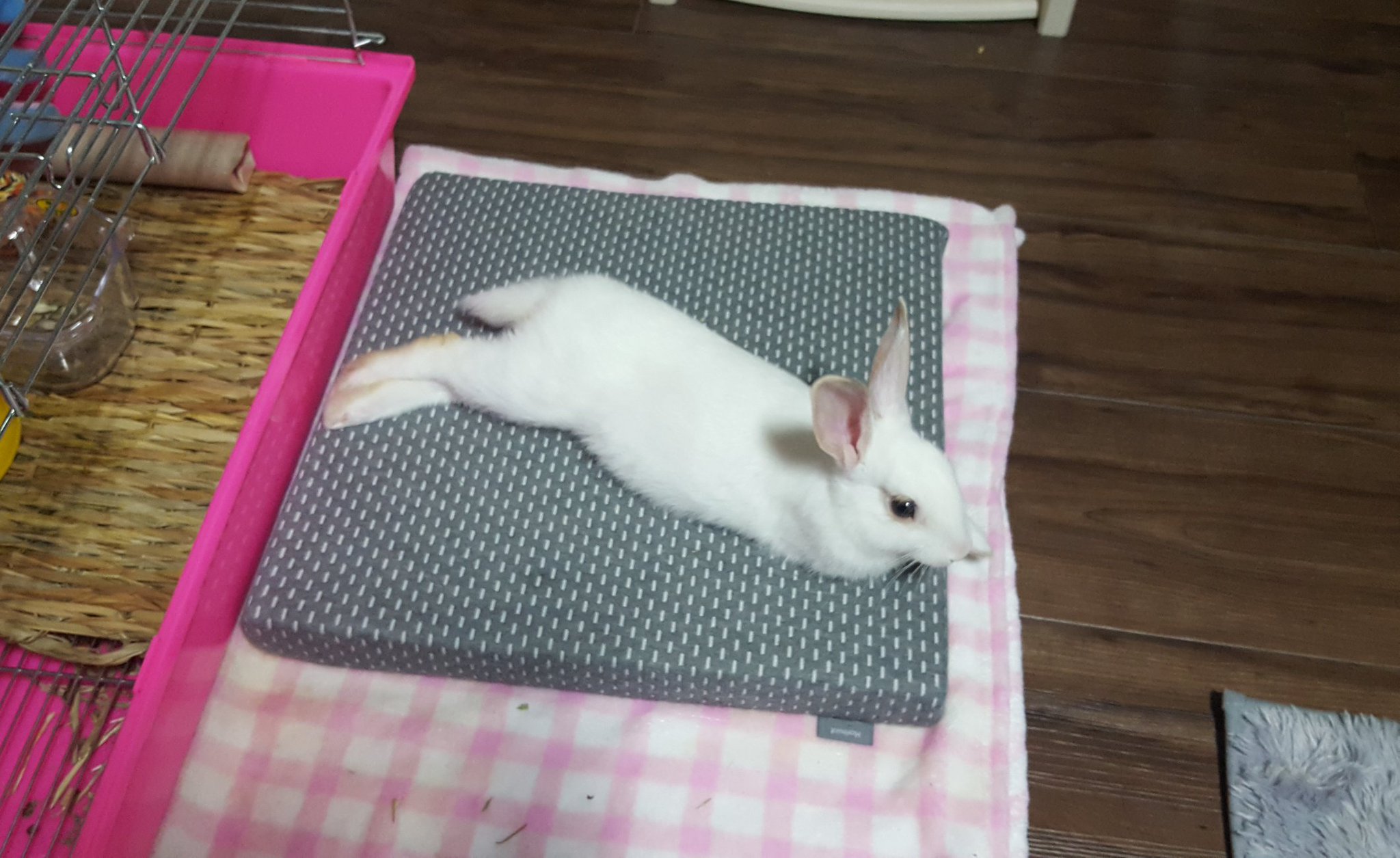 Pickle the Rabbit on Twitter: 