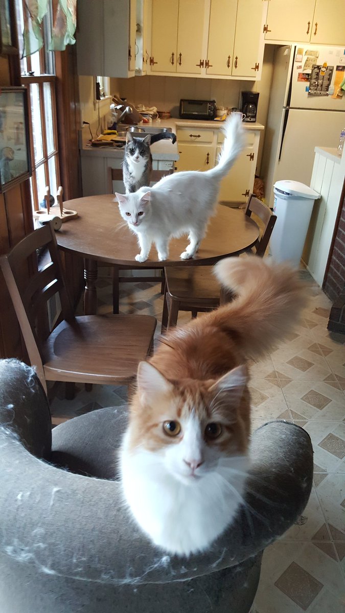 kronk64's tweet photo. #MakeADayBetterIn5Words hangout with your furry friends https://t.co/ebvk2RSXRa